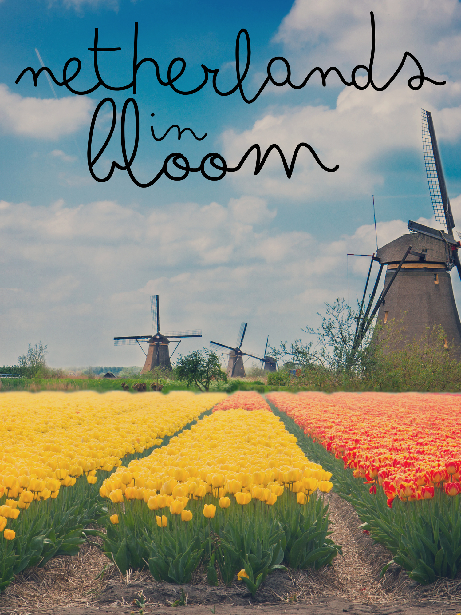 Netherlands in Bloom